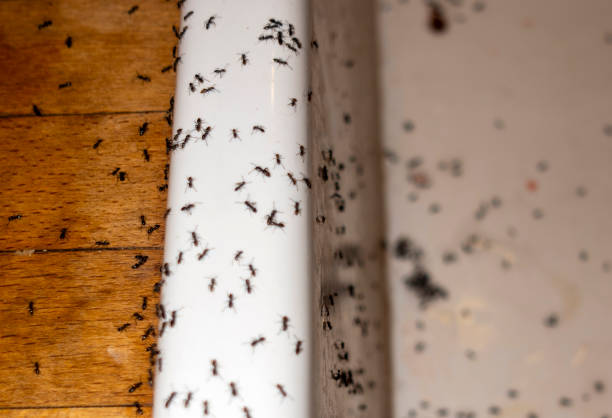 Best Affordable Pest Control Services  in Three Oaks, MI